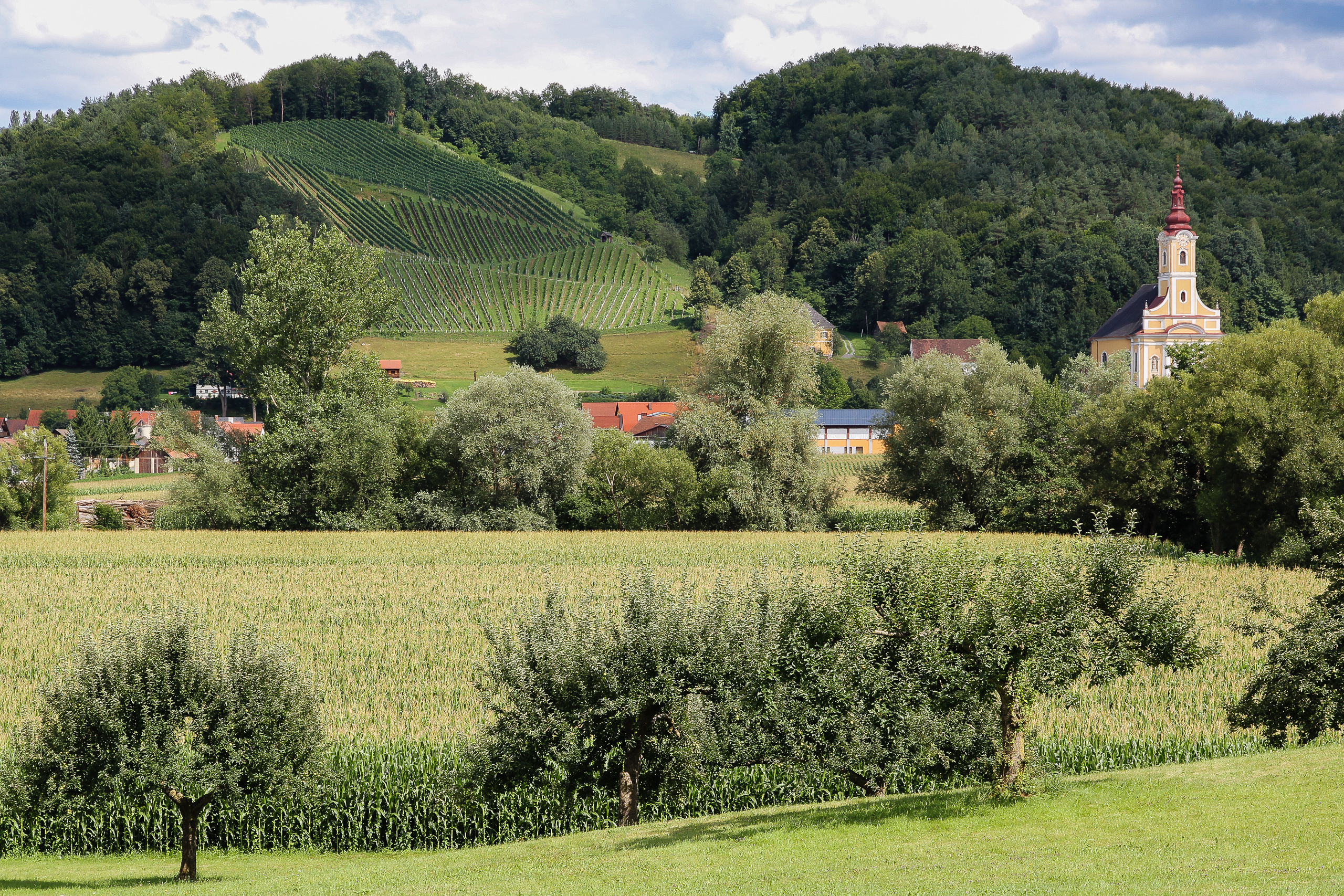 Zwiebelturm über den Obstbäumen, dahinter ein Weingarten am Hang